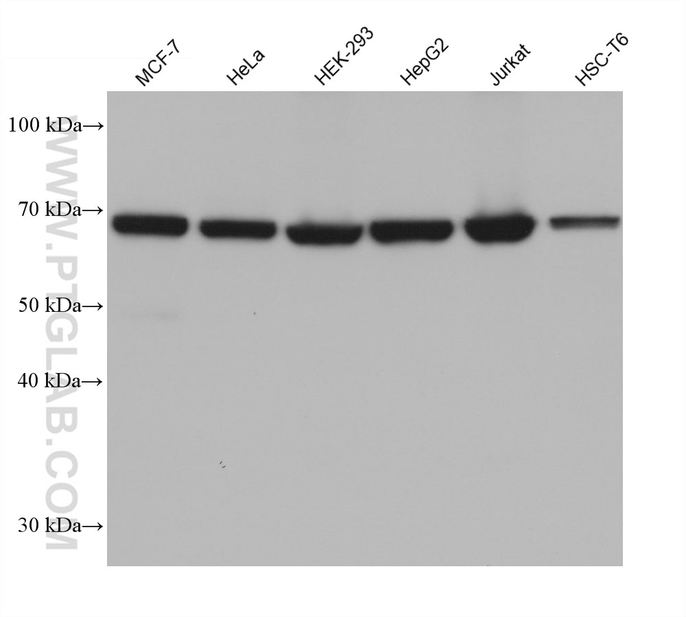 Western Blot (WB) analysis of various lysates using PRMT5 Monoclonal antibody (68534-1-Ig)