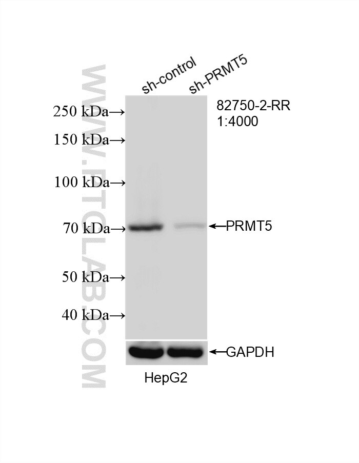 WB result of PRMT5 antibody (82750-2-RR; 1:4000; incubated at room temperature for 1.5 hours) with sh-Control and sh-PRMT5 transfected HepG2 cells. Western Blot (WB) analysis of HepG2 cells using PRMT5 Recombinant monoclonal antibody (82750-2-RR)
