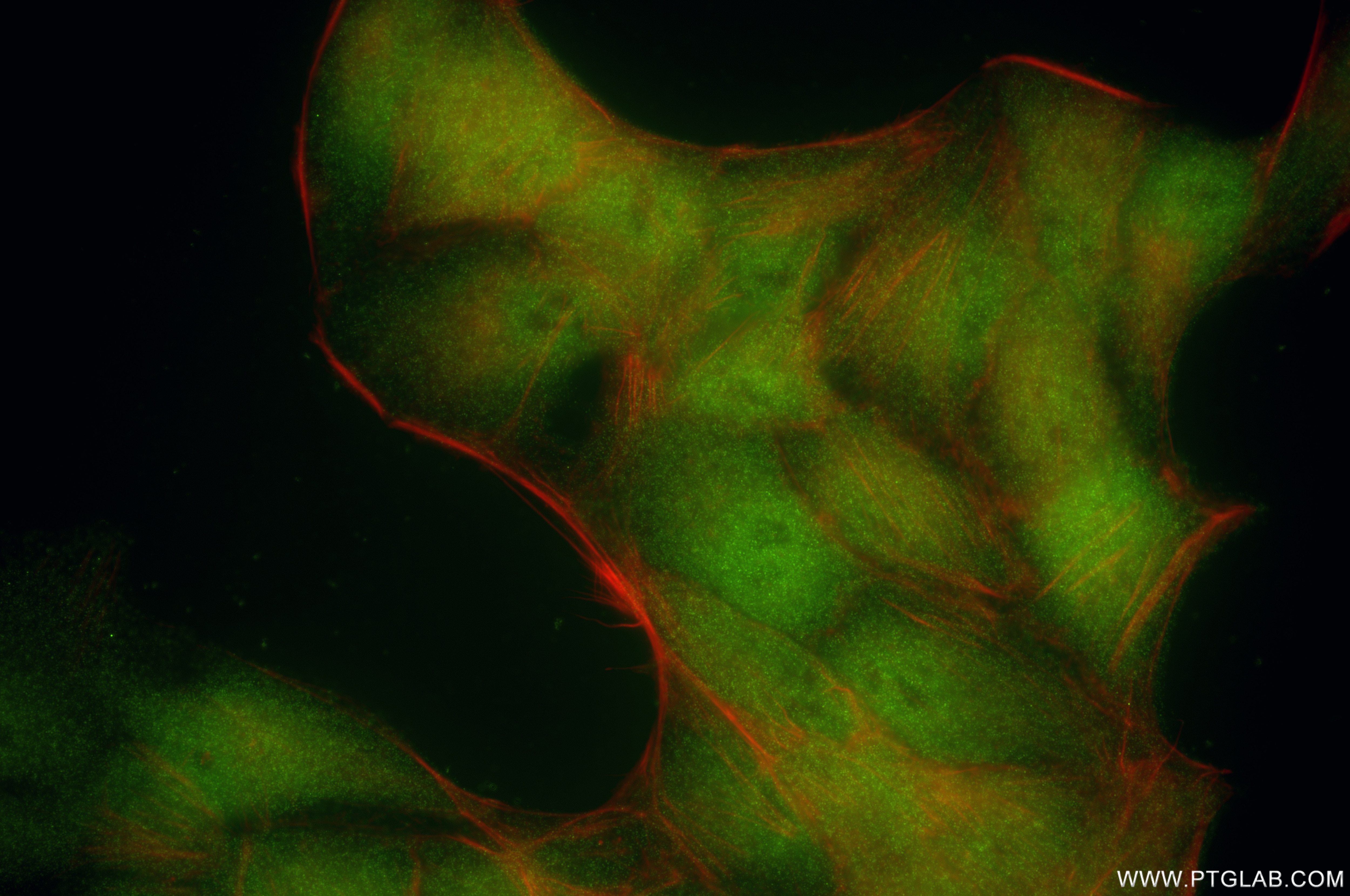 Immunofluorescence (IF) / fluorescent staining of HepG2 cells using PRMT5 Recombinant antibody (82750-3-RR)