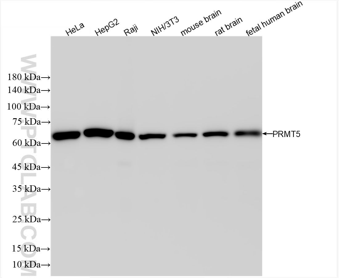 PRMT5