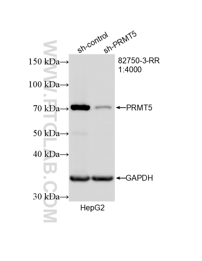 WB result of PRMT5 antibody (82750-3-RR; 1:4000; incubated at room temperature for 1.5 hours) with sh-Control and sh-PRMT5 transfected HepG2 cells. Western Blot (WB) analysis of HepG2 cells using PRMT5 Recombinant monoclonal antibody (82750-3-RR)