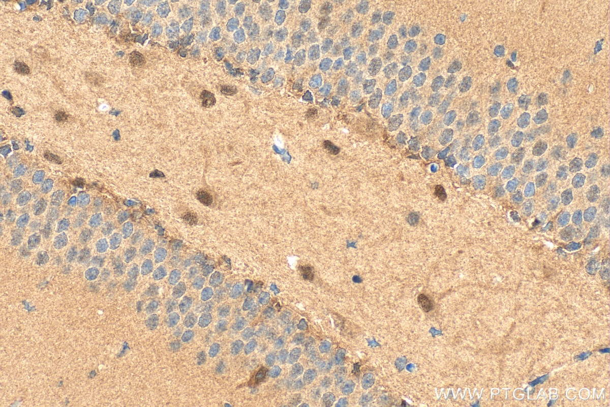 Immunohistochemistry (IHC) staining of mouse brain tissue using Multi-rAb® PRMT5 Multi-Recombinant antibody (RMX00051)