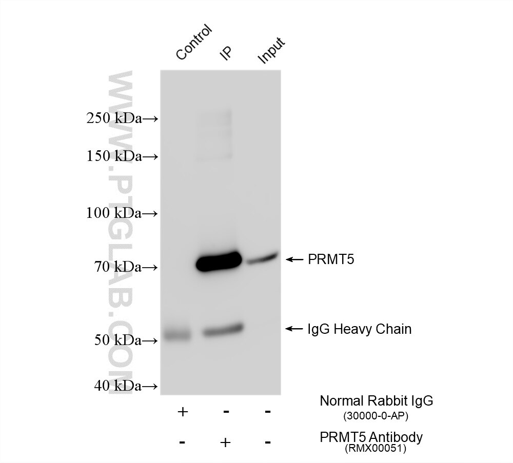 Immunoprecipitation (IP) experiment of NIH/3T3 cells using Multi-rAb® PRMT5 Multi-Recombinant antibody (RMX00051)