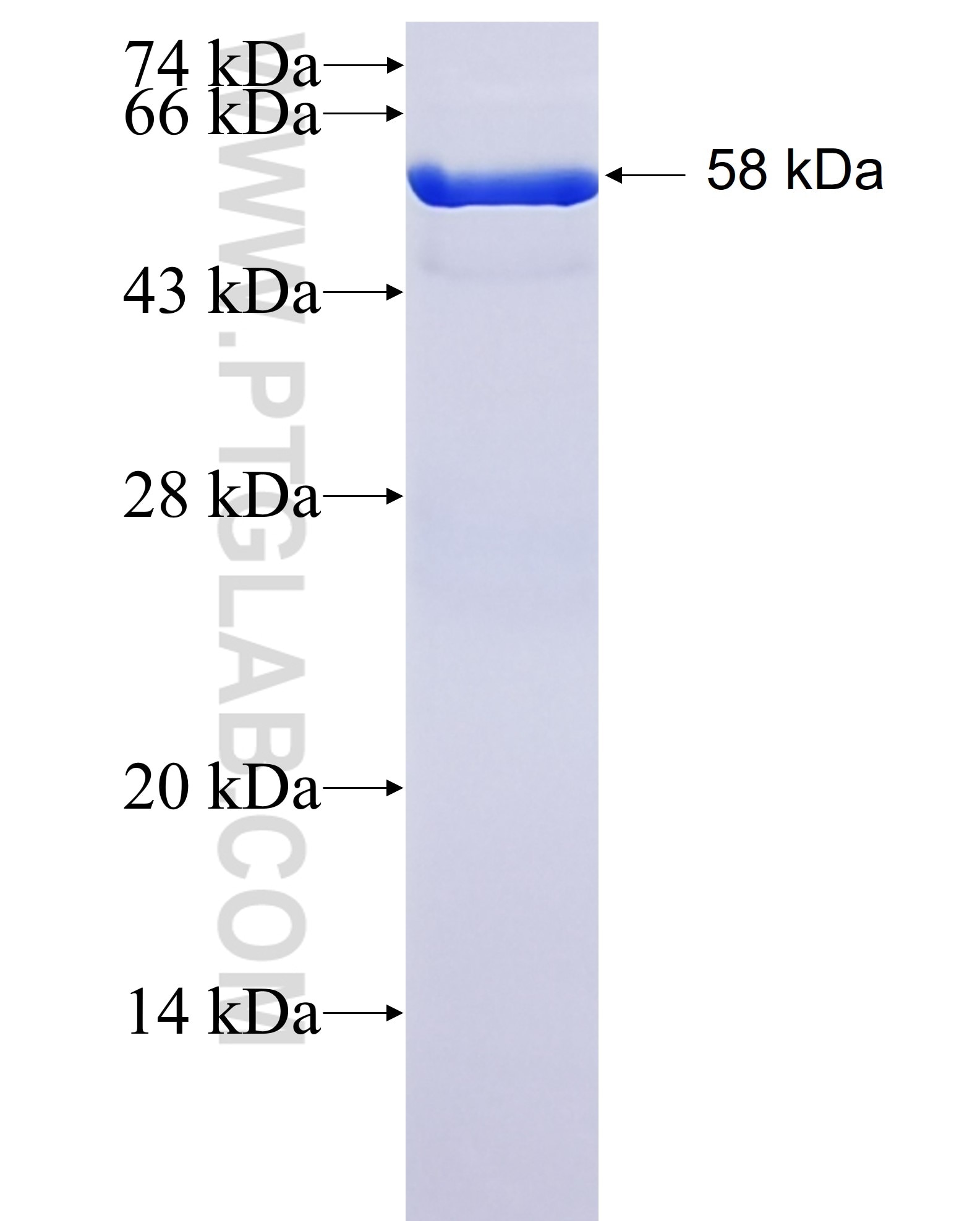 PRMT5 fusion protein Ag25896 SDS-PAGE