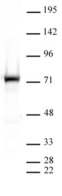Western blot of PRMT5 antibody. Cytoplasmic extract of Jurkat cells (30 ug per lane) probed with PRMT5 antibody (1:1,000).