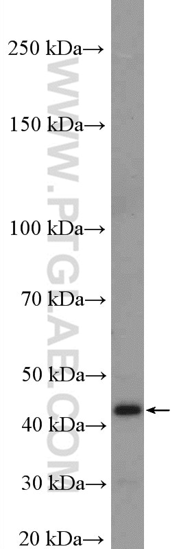 Western Blot (WB) analysis of mouse brain tissue using PRMT6 Polyclonal antibody (15395-1-AP)