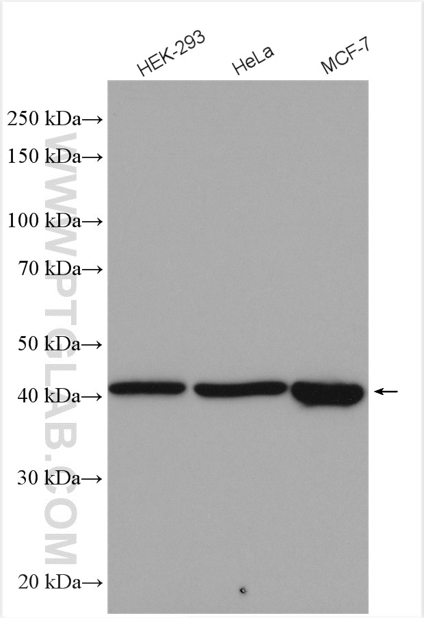 Western Blot (WB) analysis of various lysates using PRMT6 Polyclonal antibody (15395-1-AP)