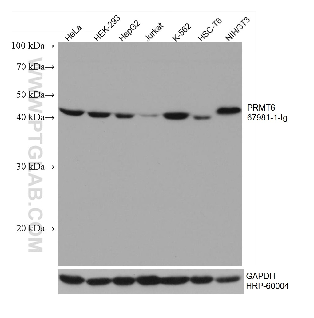 Western Blot (WB) analysis of various lysates using PRMT6 Monoclonal antibody (67981-1-Ig)