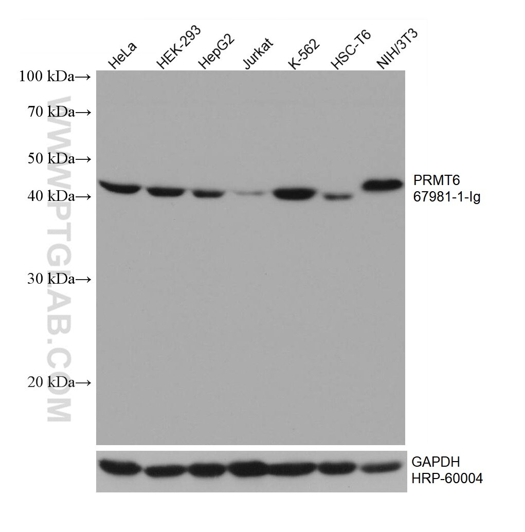 WB analysis using 67981-1-Ig