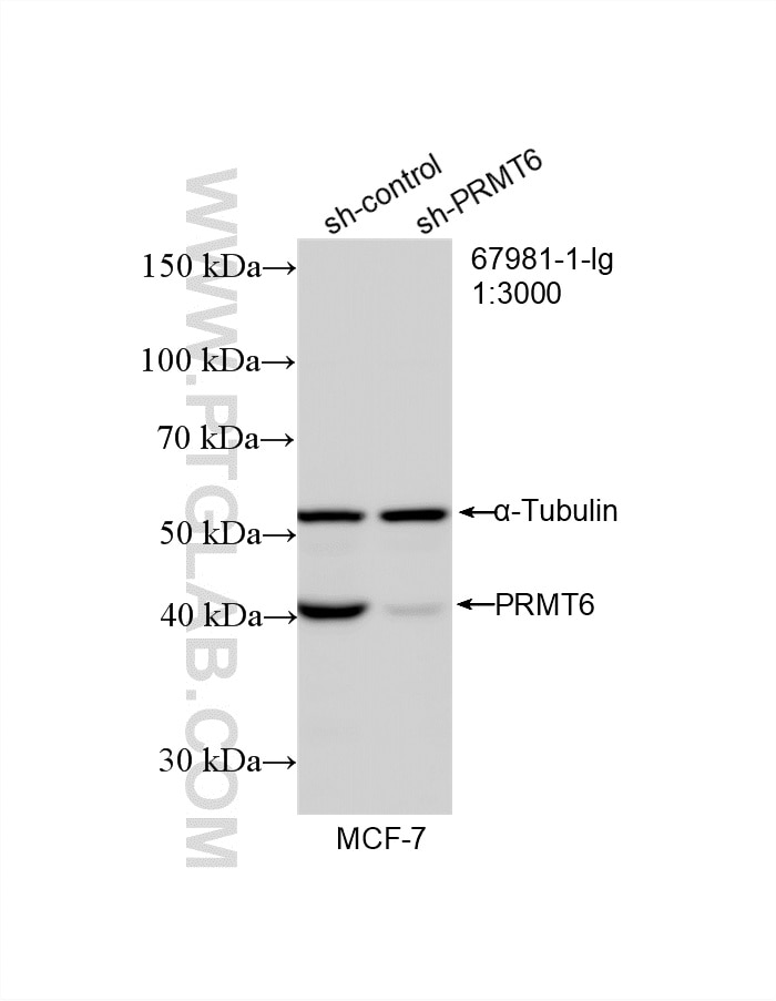Western Blot (WB) analysis of MCF-7 cells using PRMT6 Monoclonal antibody (67981-1-Ig)
