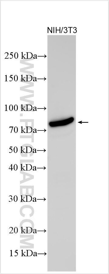 Western Blot (WB) analysis of various lysates using PRMT7 Polyclonal antibody (21688-1-AP)