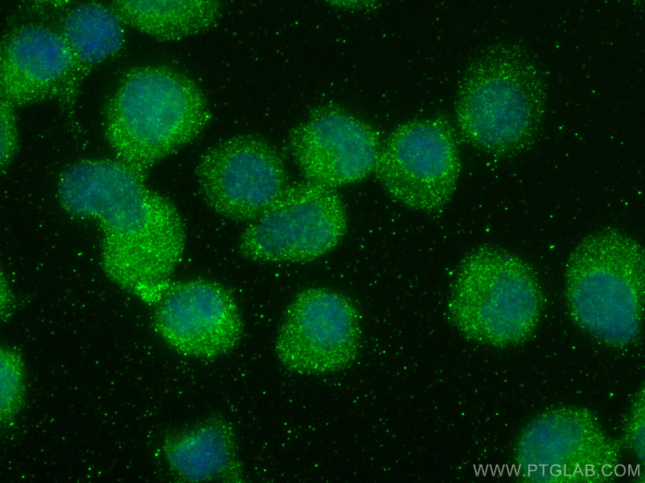 Immunofluorescence (IF) / fluorescent staining of Jurkat cells using PRMT7 Monoclonal antibody (67669-1-Ig)