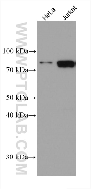 Western Blot (WB) analysis of various lysates using PRMT7 Monoclonal antibody (67669-1-Ig)
