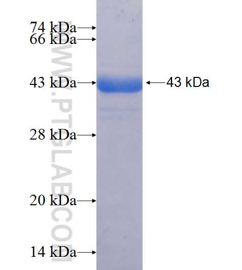 PRMT7 fusion protein Ag25261 SDS-PAGE