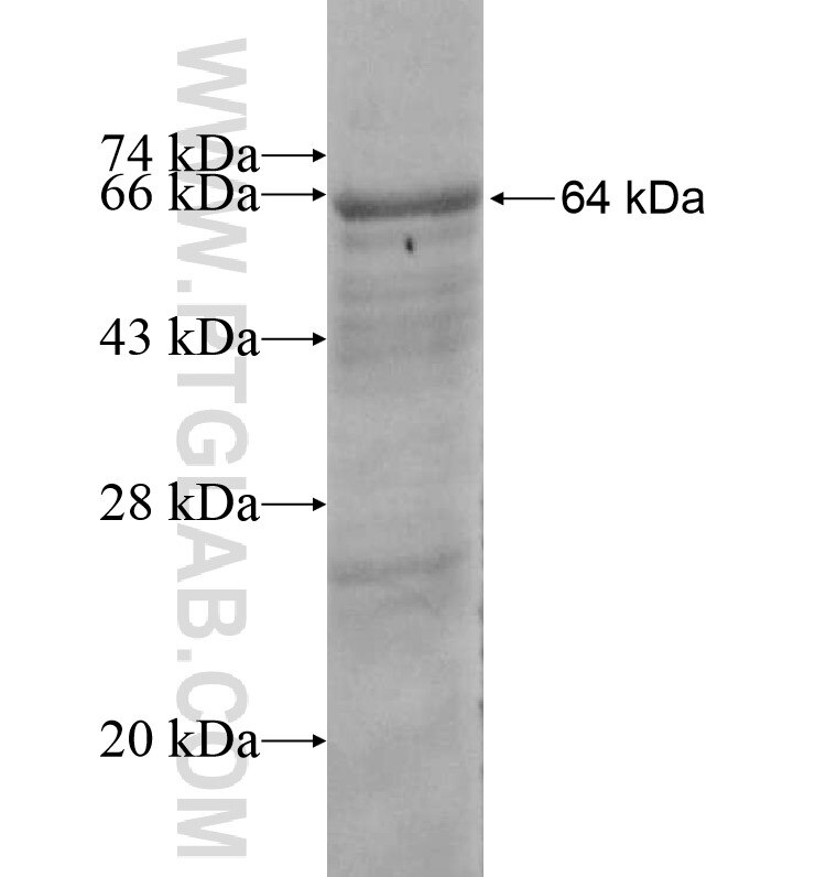 PRMT7 fusion protein Ag16269 SDS-PAGE
