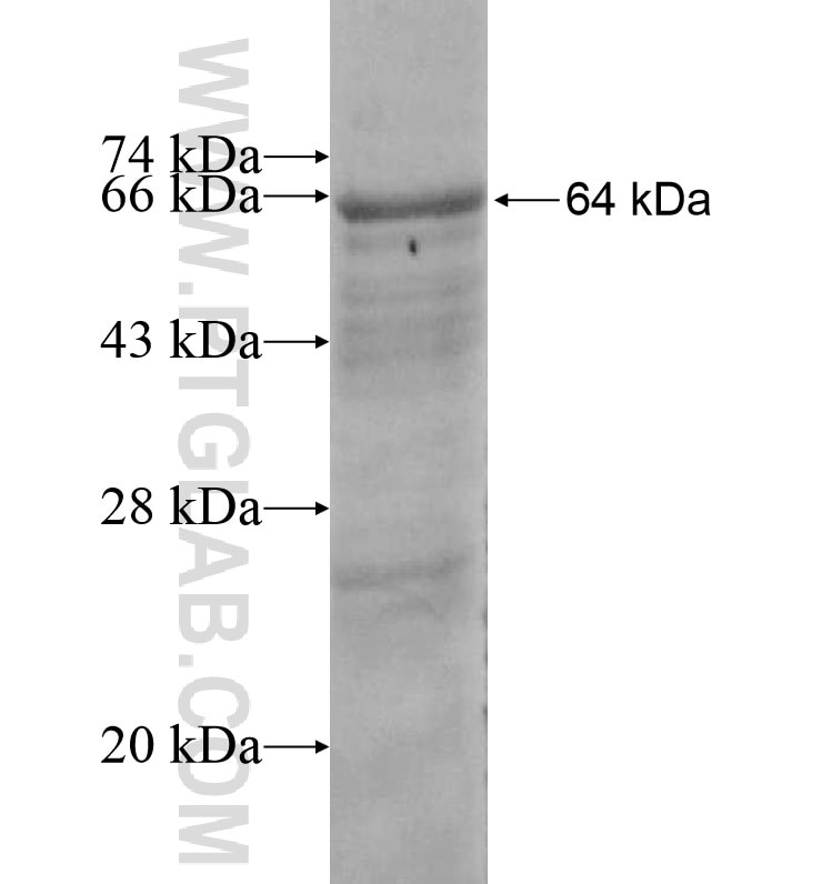 PRMT7 fusion protein Ag16269 SDS-PAGE