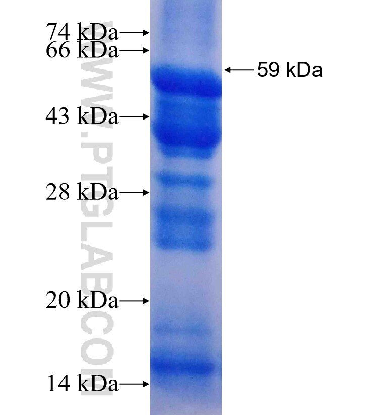 PRMT8 fusion protein Ag3166 SDS-PAGE