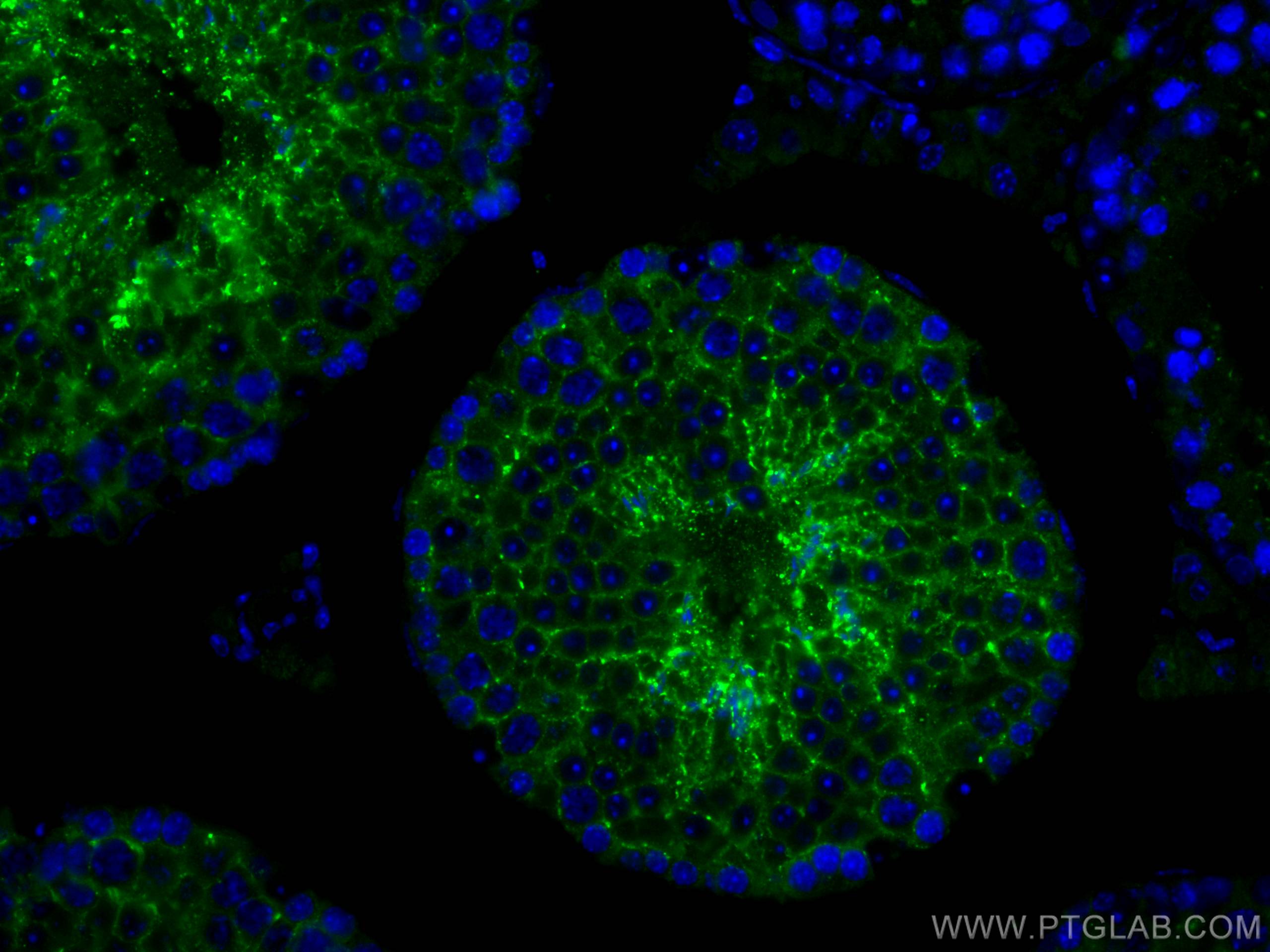 IF Staining of mouse testis using 26947-1-AP