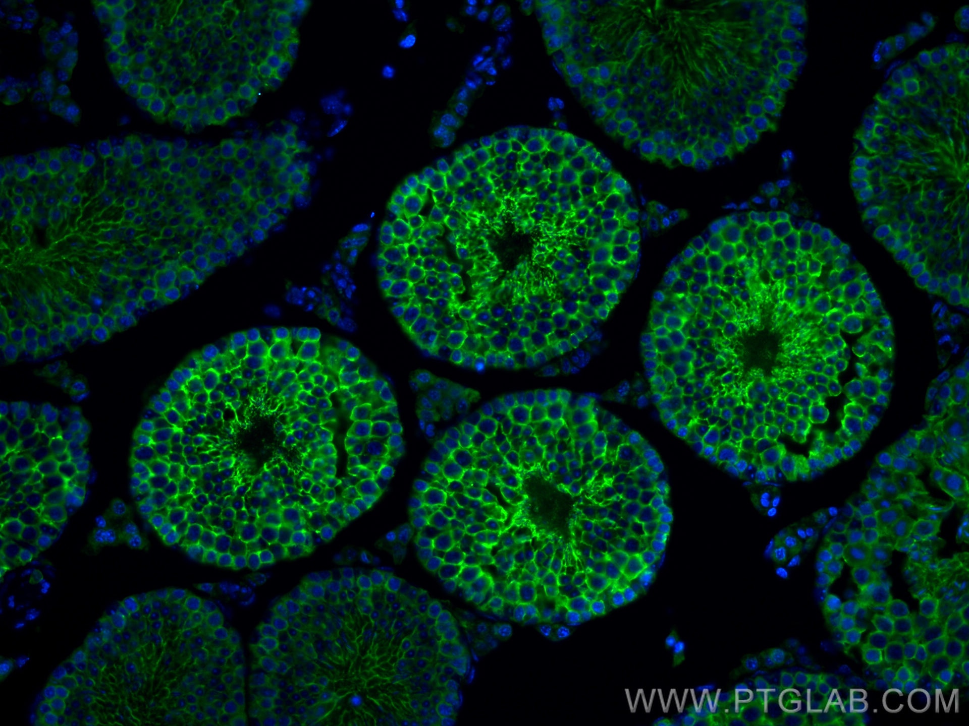 Immunofluorescence (IF) / fluorescent staining of mouse testis tissue using PRND Polyclonal antibody (26947-1-AP)