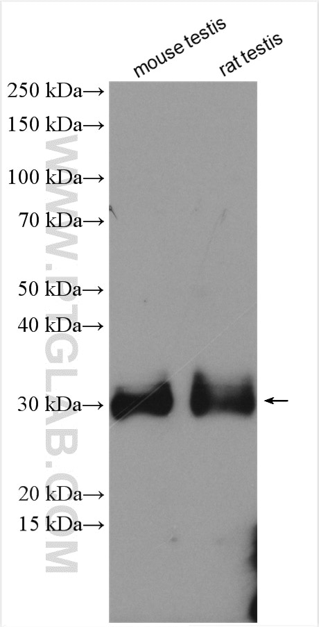 Western Blot (WB) analysis of various lysates using PRND Polyclonal antibody (26947-1-AP)
