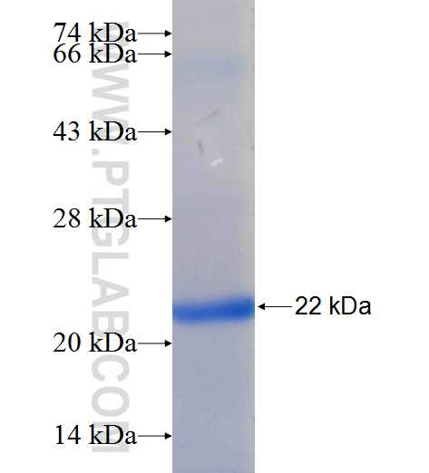 PRND fusion protein Ag26148 SDS-PAGE