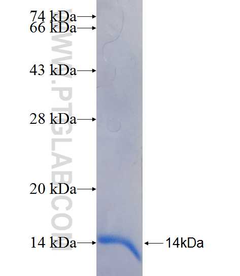 PRND fusion protein Ag26225 SDS-PAGE
