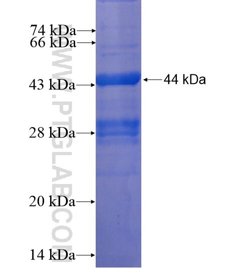 PRND fusion protein Ag11383 SDS-PAGE