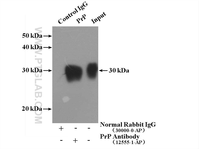Immunoprecipitation (IP) experiment of mouse brain tissue using PrP Polyclonal antibody (12555-1-AP)