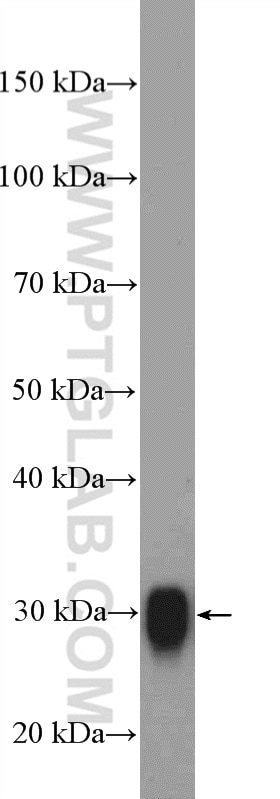 Western Blot (WB) analysis of mouse brain tissue using PrP Polyclonal antibody (12555-1-AP)