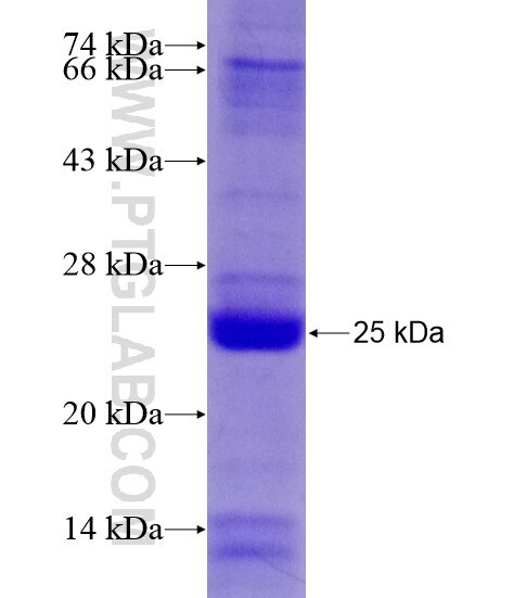 PrP fusion protein Ag19970 SDS-PAGE