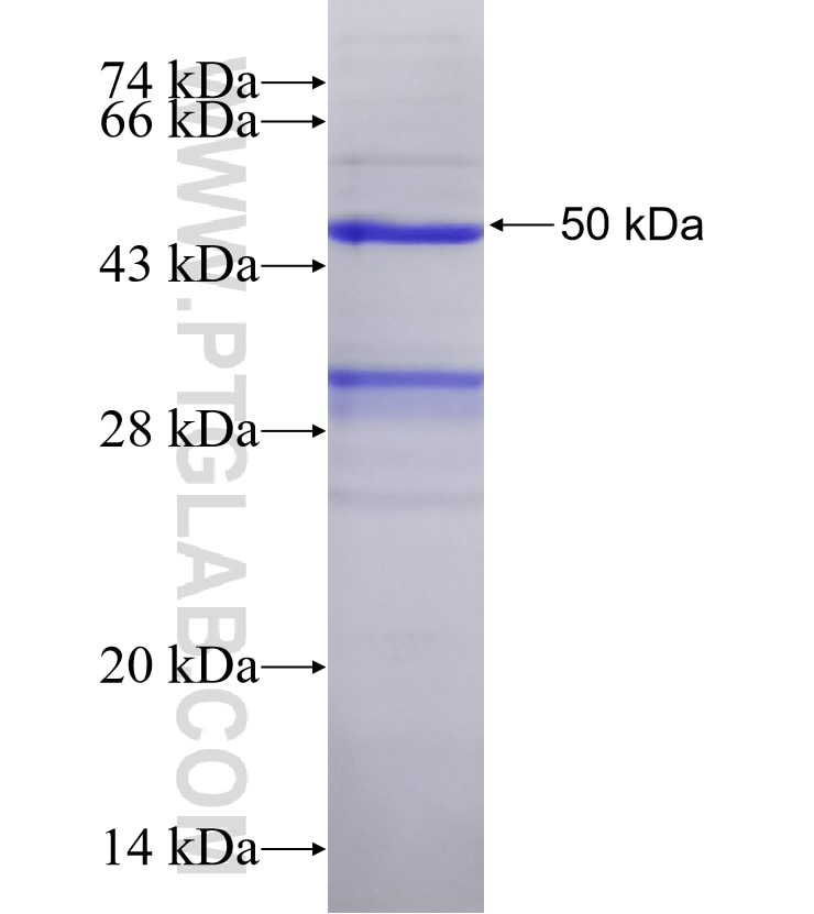 PrP fusion protein Ag3257 SDS-PAGE