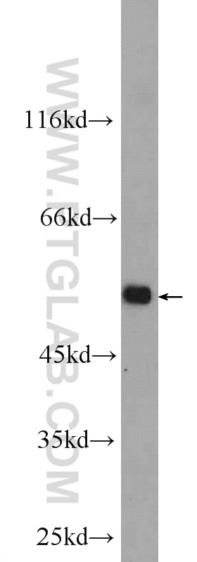 Western Blot (WB) analysis of mouse liver tissue using PROC Polyclonal antibody (25382-1-AP)