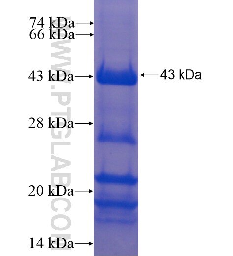 PROC fusion protein Ag11328 SDS-PAGE