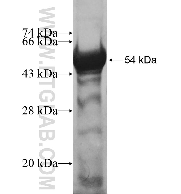 PROCA1 fusion protein Ag10851 SDS-PAGE