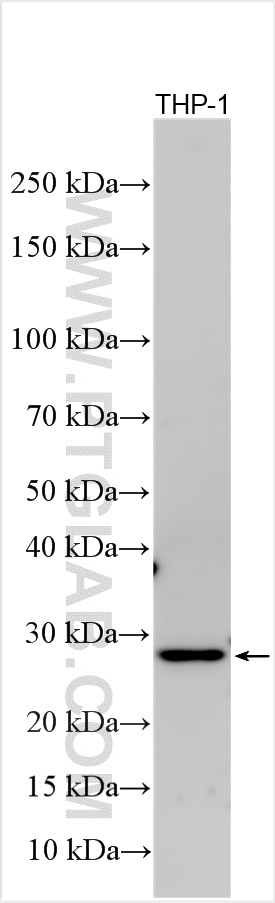Western Blot (WB) analysis of various lysates using EPCR/CD201 Polyclonal antibody (32134-1-AP)