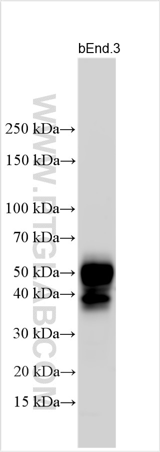 Western Blot (WB) analysis of various lysates using EPCR/CD201 Polyclonal antibody (32134-1-AP)