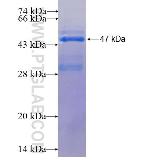 PROCR fusion protein Ag25613 SDS-PAGE