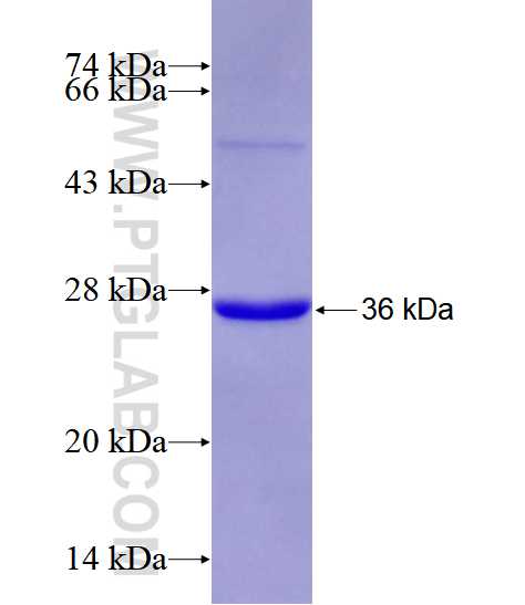 PROCR fusion protein Ag25628 SDS-PAGE