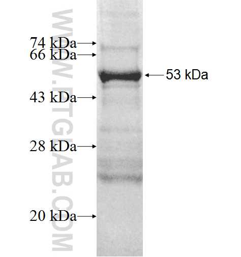 PROCR fusion protein Ag1937 SDS-PAGE