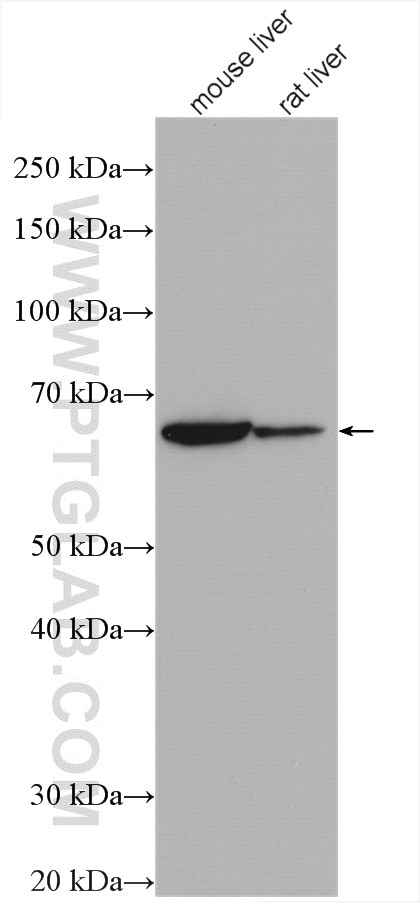 Western Blot (WB) analysis of various lysates using PRODH Polyclonal antibody (22980-1-AP)