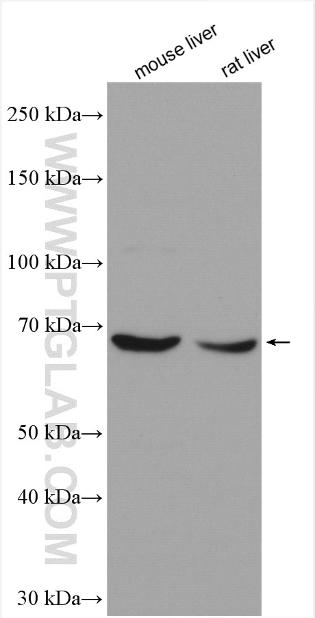 Western Blot (WB) analysis of various lysates using PRODH Polyclonal antibody (22980-1-AP)