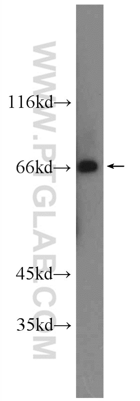 PRODH Polyclonal antibody