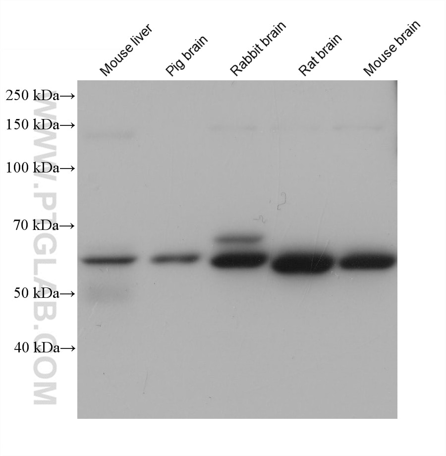Western Blot (WB) analysis of various lysates using PRODH Monoclonal antibody (68621-1-Ig)