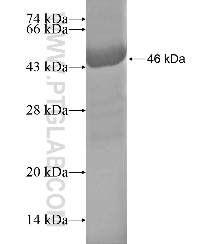 PRODH fusion protein Ag18429 SDS-PAGE