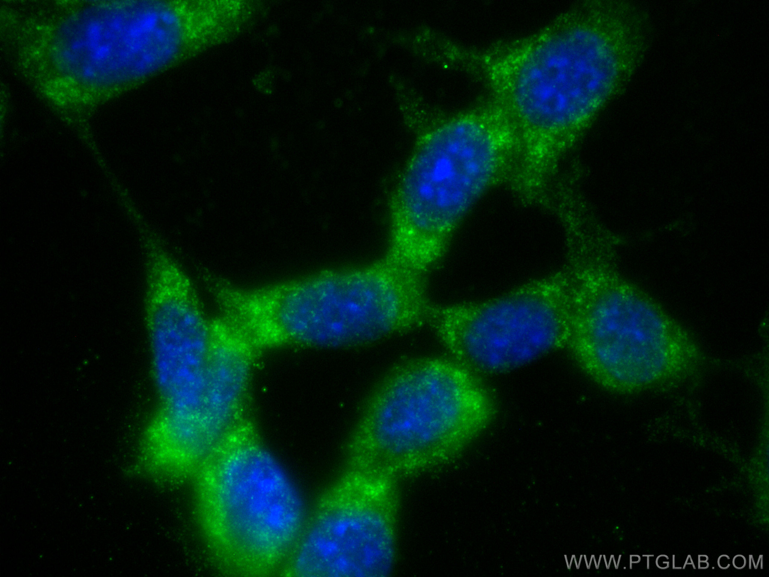 Immunofluorescence (IF) / fluorescent staining of NIH/3T3 cells using Prokineticin 1 Polyclonal antibody (15152-1-AP)