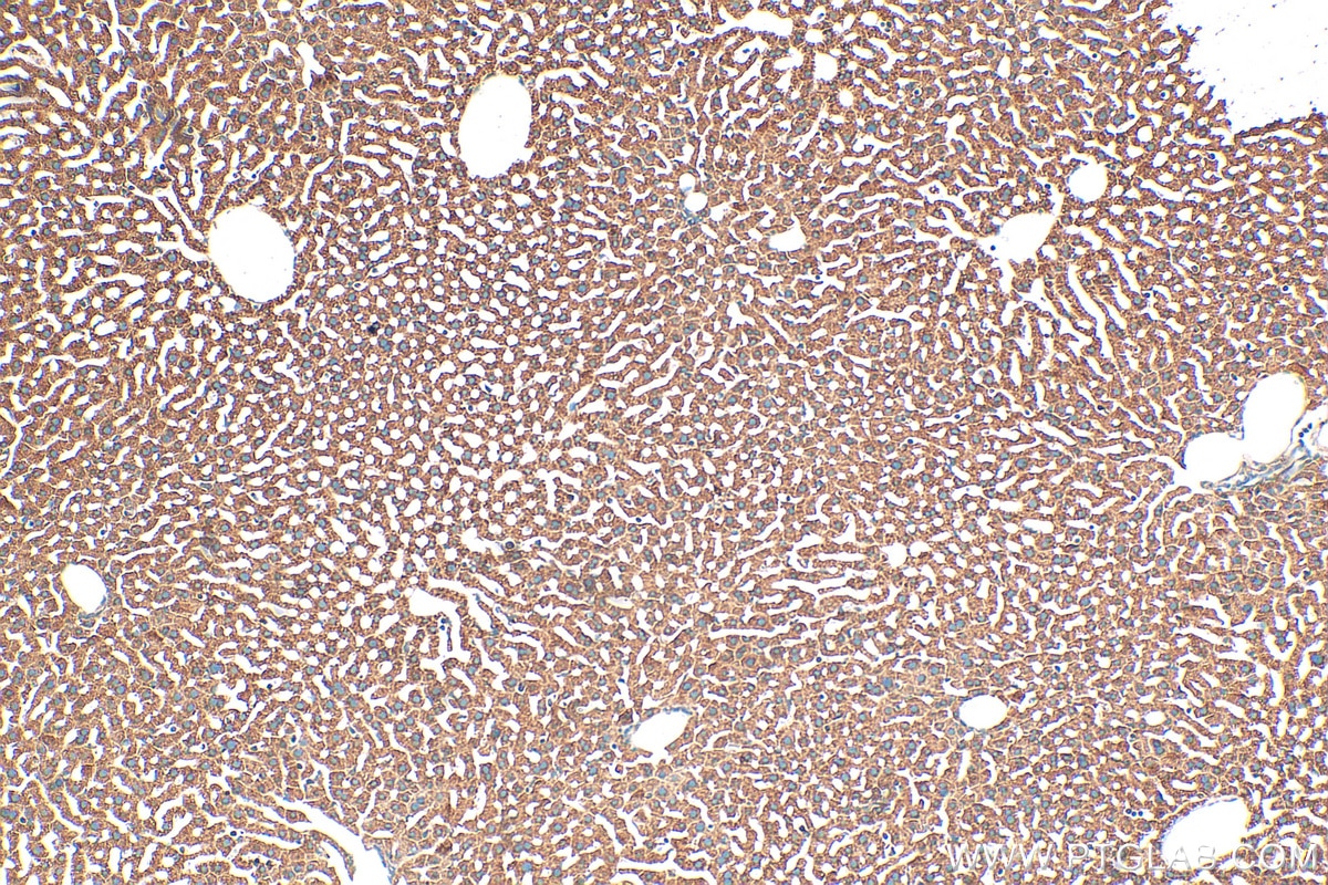 Immunohistochemistry (IHC) staining of mouse liver tissue using Prokineticin 1 Polyclonal antibody (15152-1-AP)
