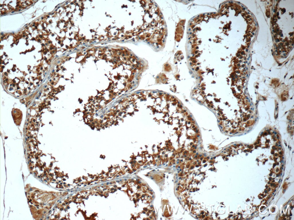 Immunohistochemistry (IHC) staining of human testis tissue using Prokineticin 2 Polyclonal antibody (24906-1-AP)