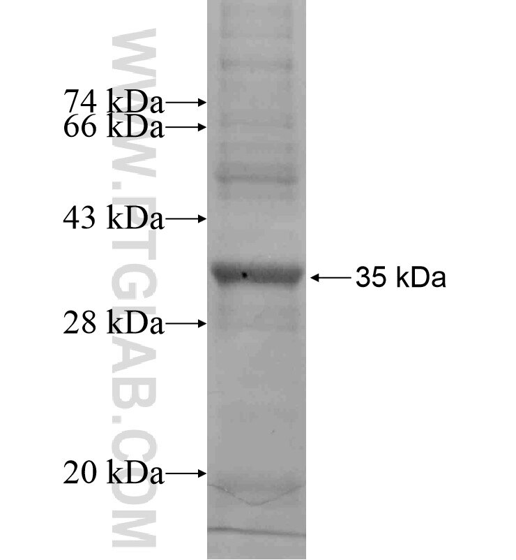 PROK2 fusion protein Ag16238 SDS-PAGE