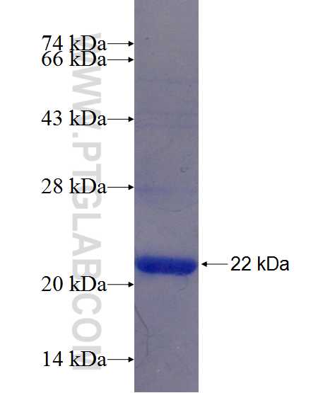 PROK2 fusion protein Ag20622 SDS-PAGE