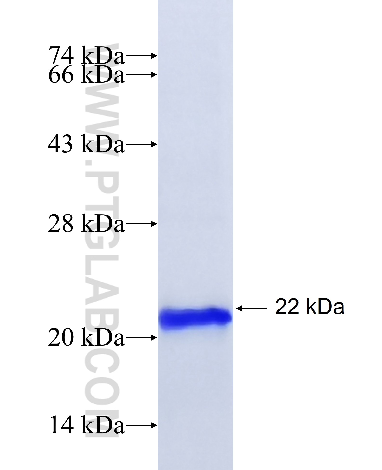 PROK2 fusion protein Ag20622 SDS-PAGE